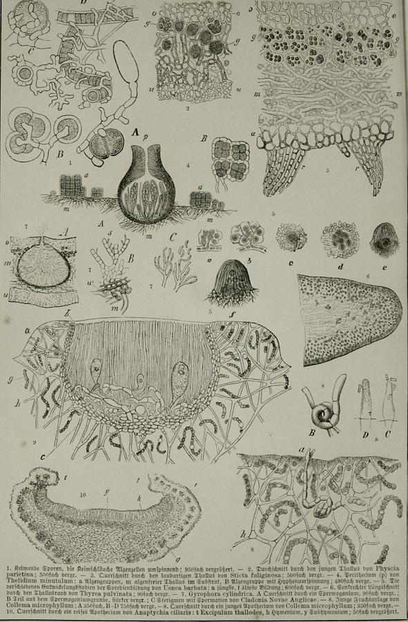 Illustration Flechten (Tafel II)