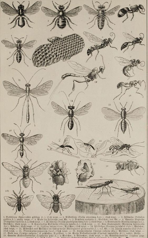 Illustration Honigbiene