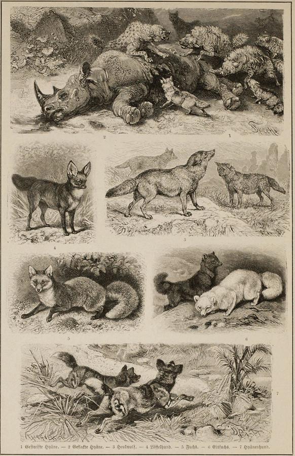 Illustration Hyänen und Wilde Hunde