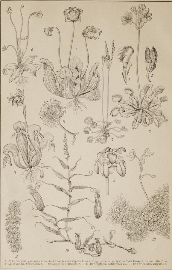 Illustration Insektenfressende Pflanzen