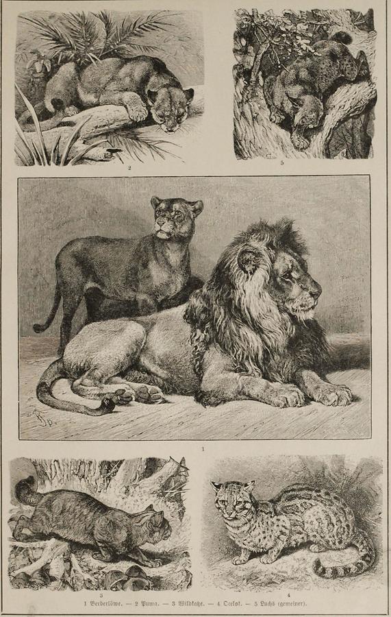 Illustration Katzen (Tafel I)