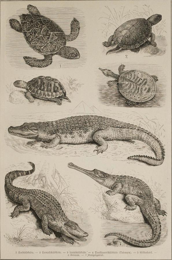 Illustration Krokodile und Schildkröten