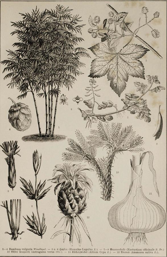 Illustration Nutzpflanzen