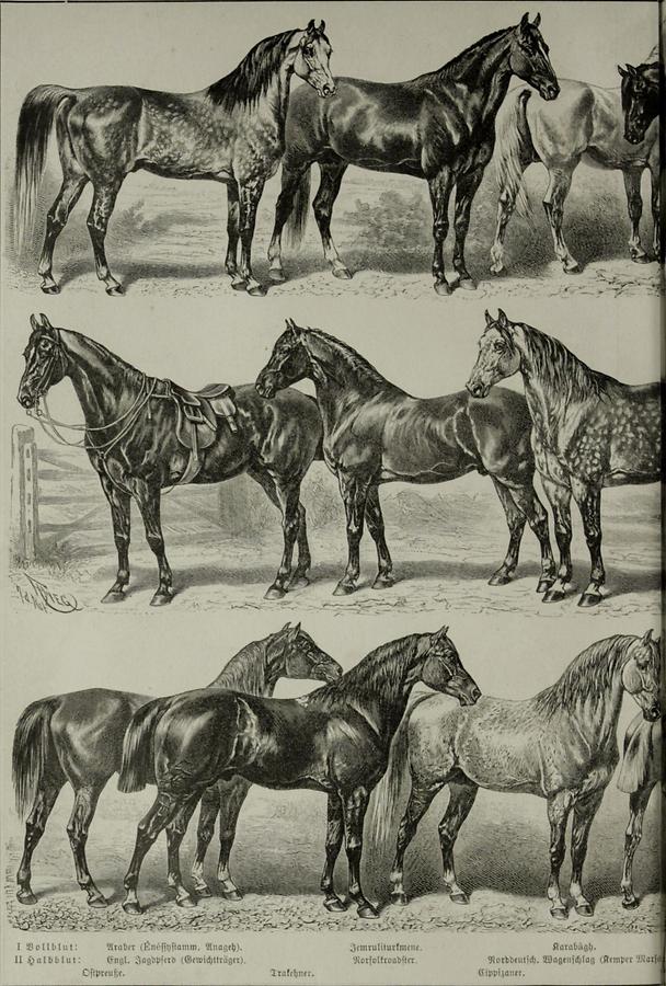 Illustration Pferde (Tafel IIa)