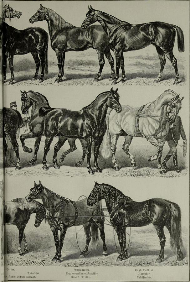 Illustration Pferde (Tafel IIb)