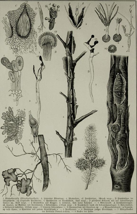 Illustration Pflanzenkrankheiten (Tafel II)