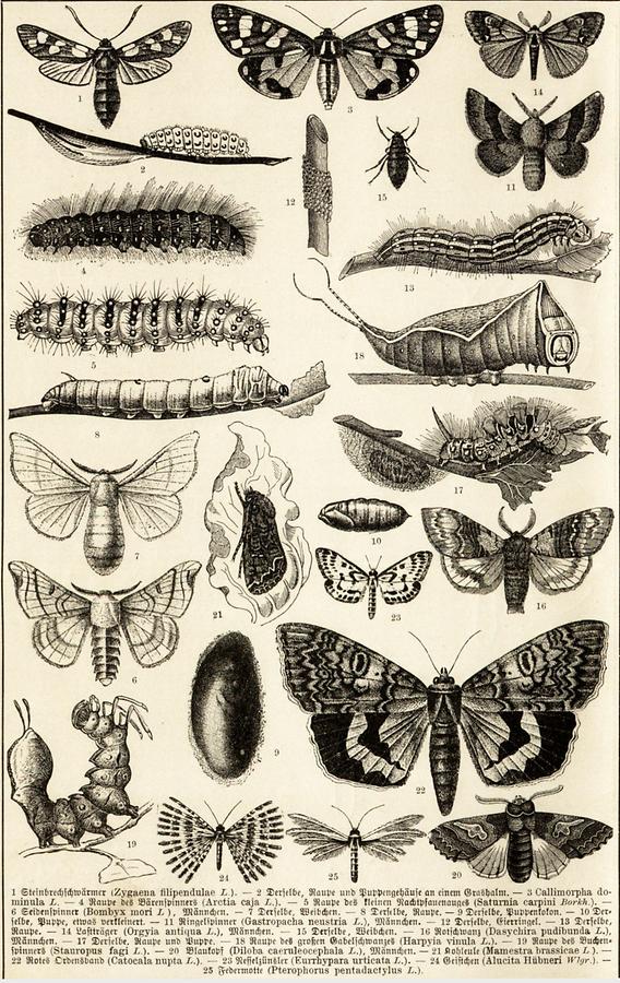 Illustration Schmetterlinge (Tafel II)