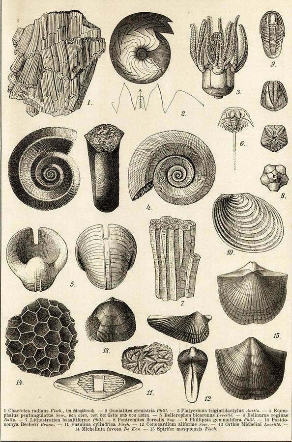 Illustration Steinkohlenformation (Tafel I)