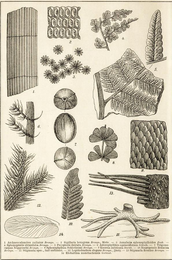 Illustration Steinkohlenformation (Tafel II)