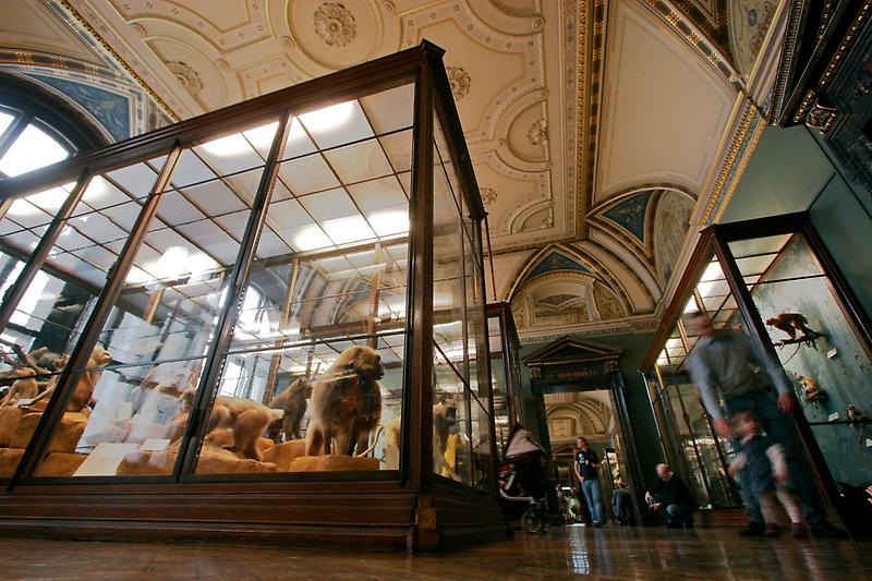 Architektur - Naturhistorisches Museum