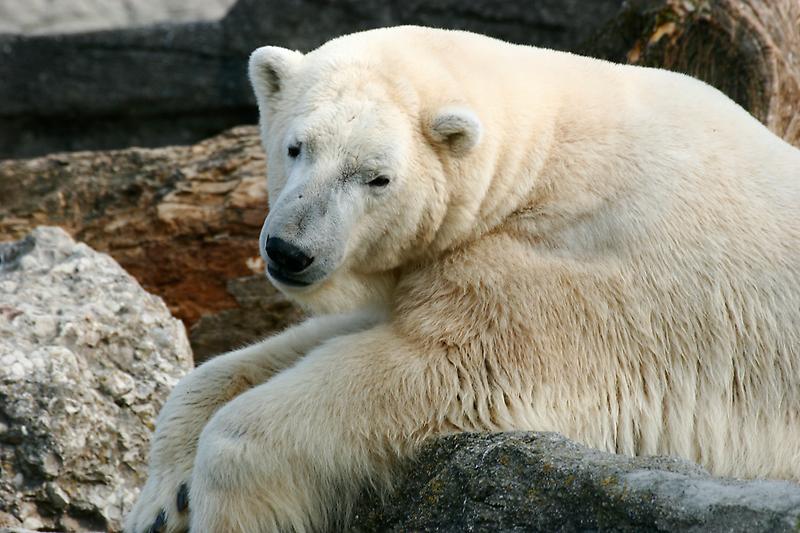 ZOO Schönbrunn