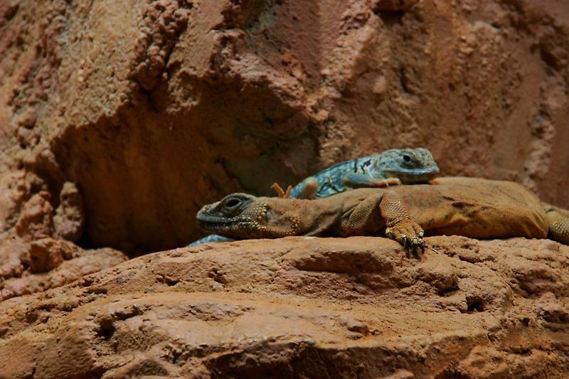 ZOO Schönbrunn