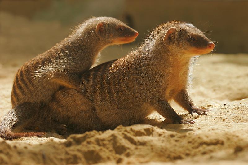 ZOO Schönbrunn