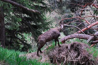 Gams in einem Bergwald, Tirol, 2013