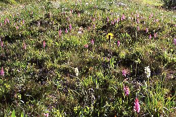 Orchideen-Wiese, Tirol, 1988