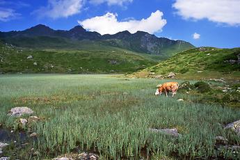 Kitzbüheler Alpen, Lacke am Slzach-Joch, ca. 1980