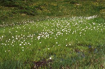 Wollgras, Tirol, 1989