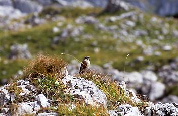 Alpen-Braunelle, im Rofan, Tirol, 1992