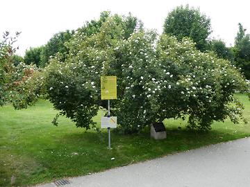 Rosenstrauch im Volksgarten