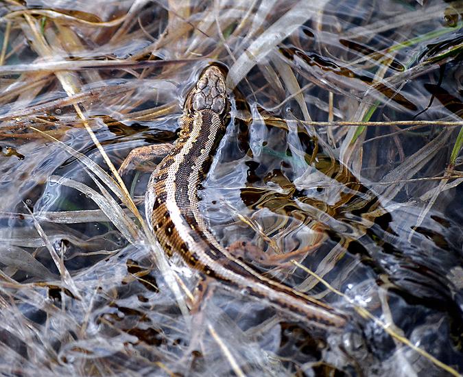 Eidechse im Wasser