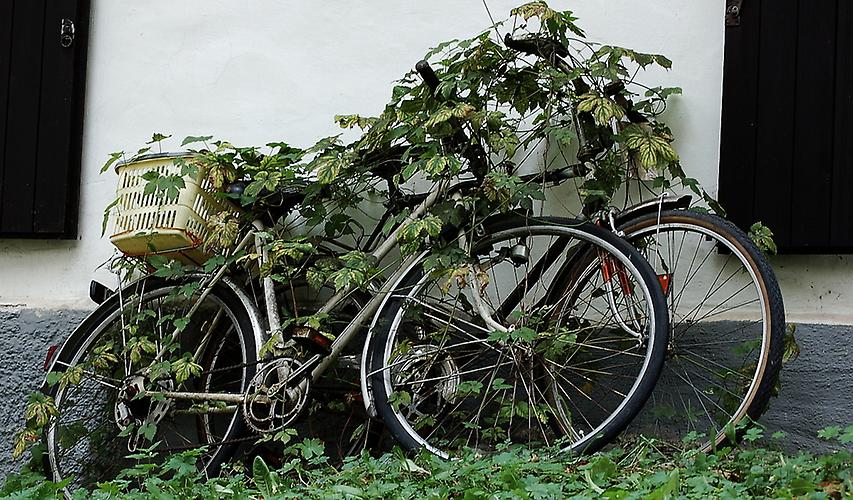 Hopfen überwächst Fahrräder