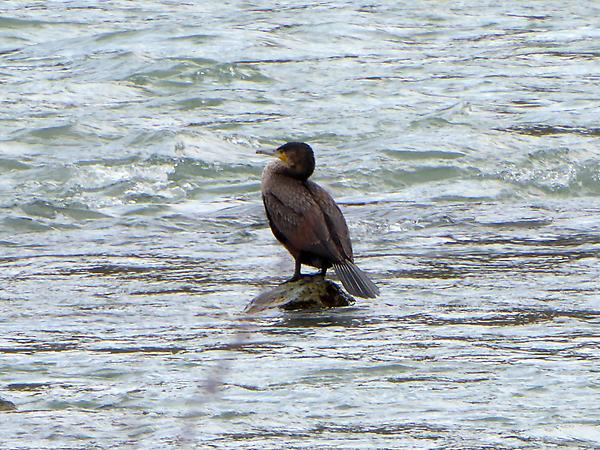 Kormoran im Fluss?