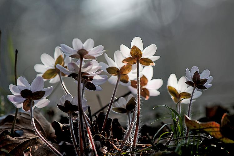 Weiße Leberblümchen im Gegenlicht