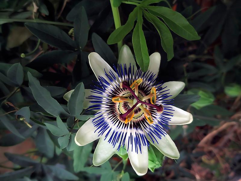 Blüte der Passiflora