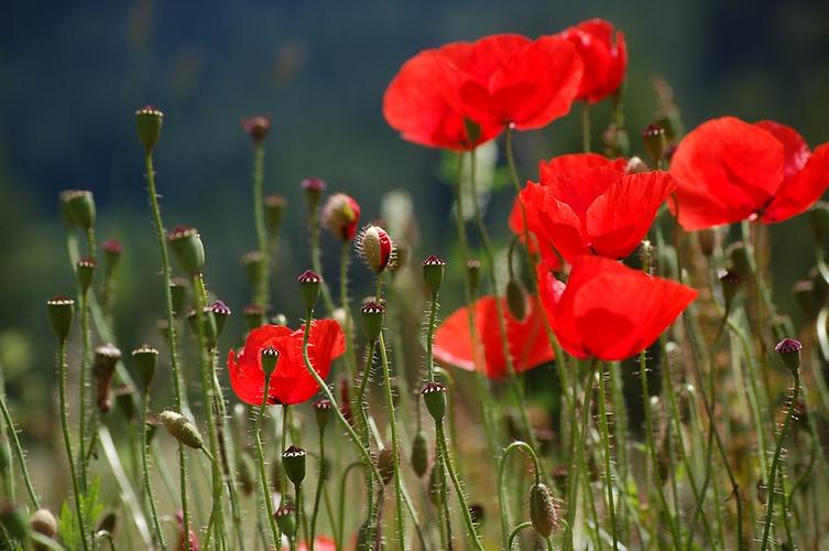 roter Mohn