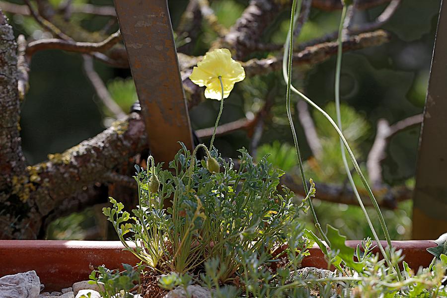 Dolo-Mohn am Balkon