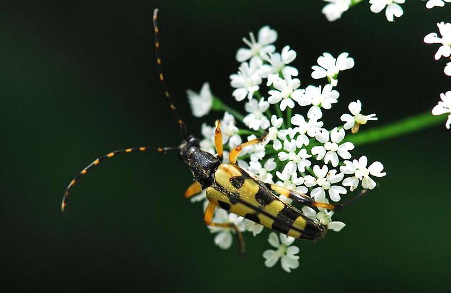 Bockkäfer