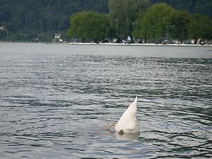 Bregenz, am Bodensee