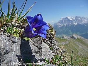 Enzian vor der Kulisse der Zugspitze, ©Siegfried Einsle