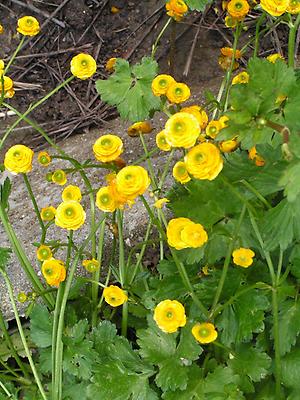 gefüllte Gartenform der Feigwurz , Ranunculus ficaria Plena