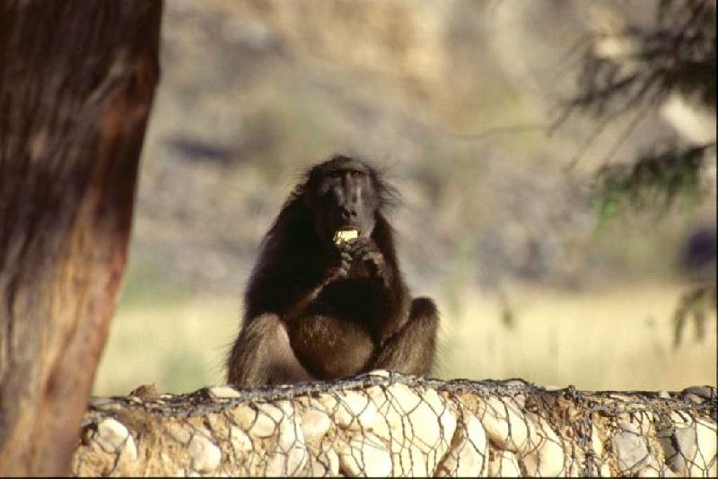 Bild 'ktrummer_namibia2003_322'