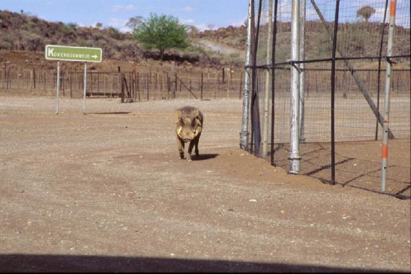 Bild 'ktrummer_namibia2003_334'