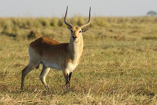 Antelope