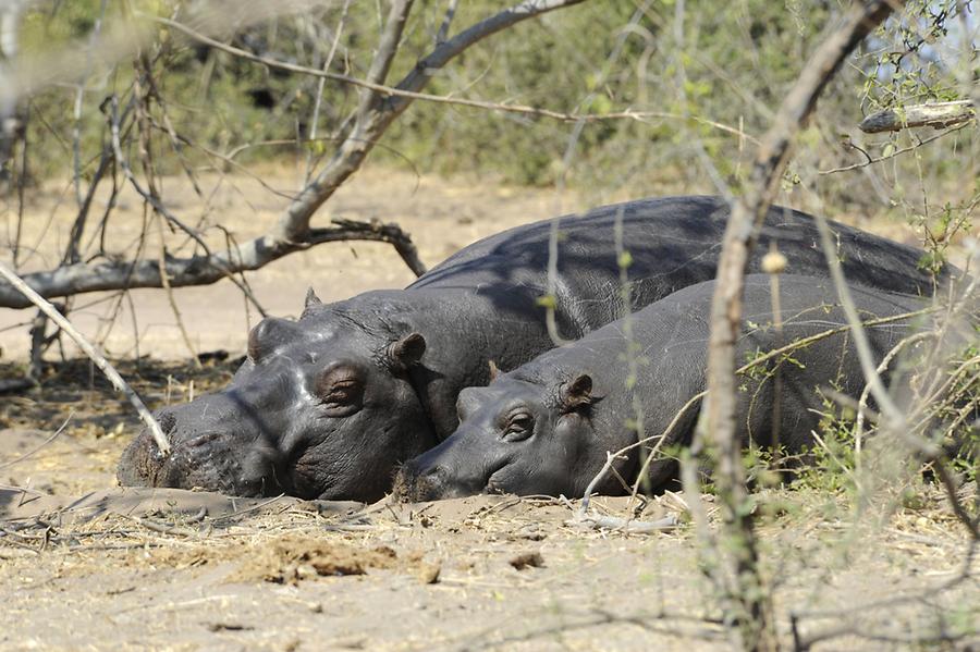 Hippos