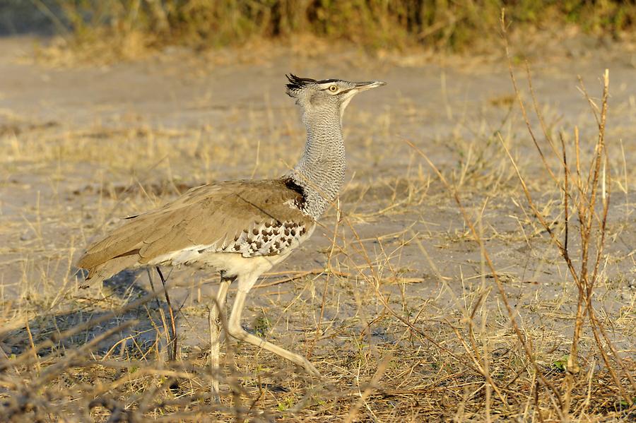 Kori Bustard