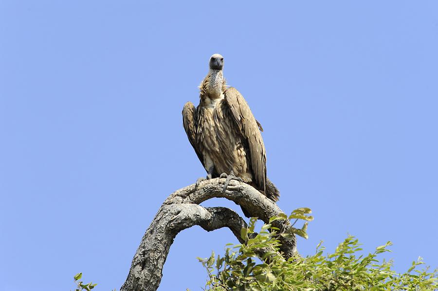 Vulture