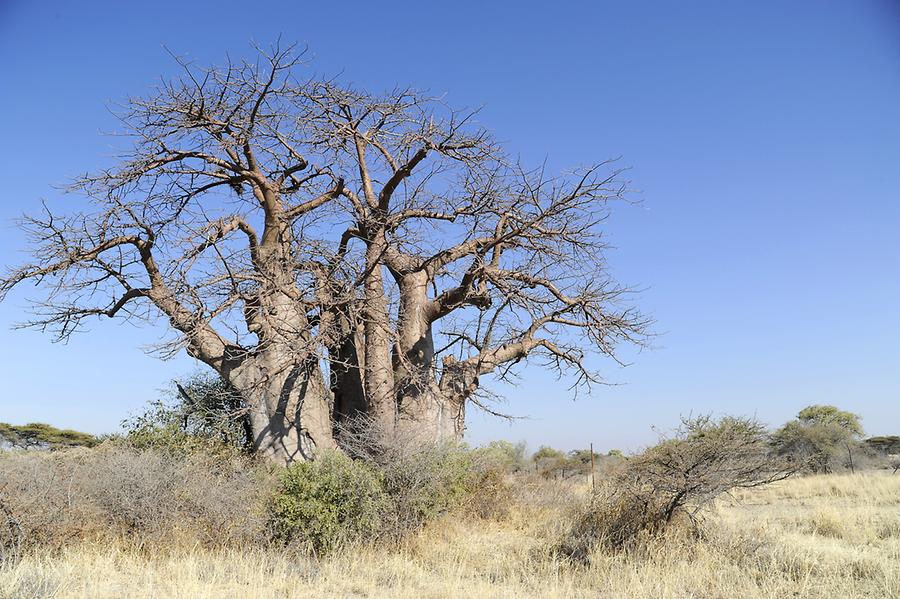 Chapmans Baobab