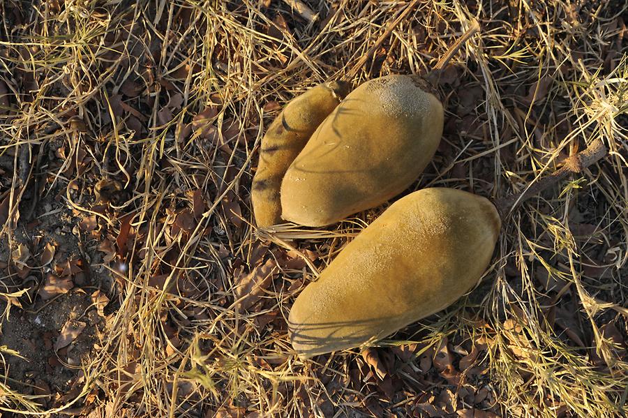 Fruits Baines Baobab