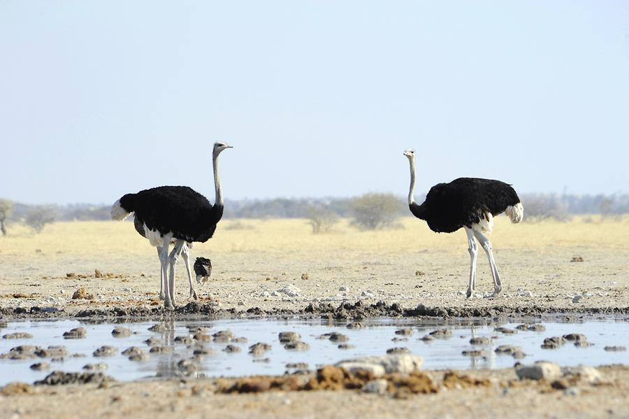 Ostriches