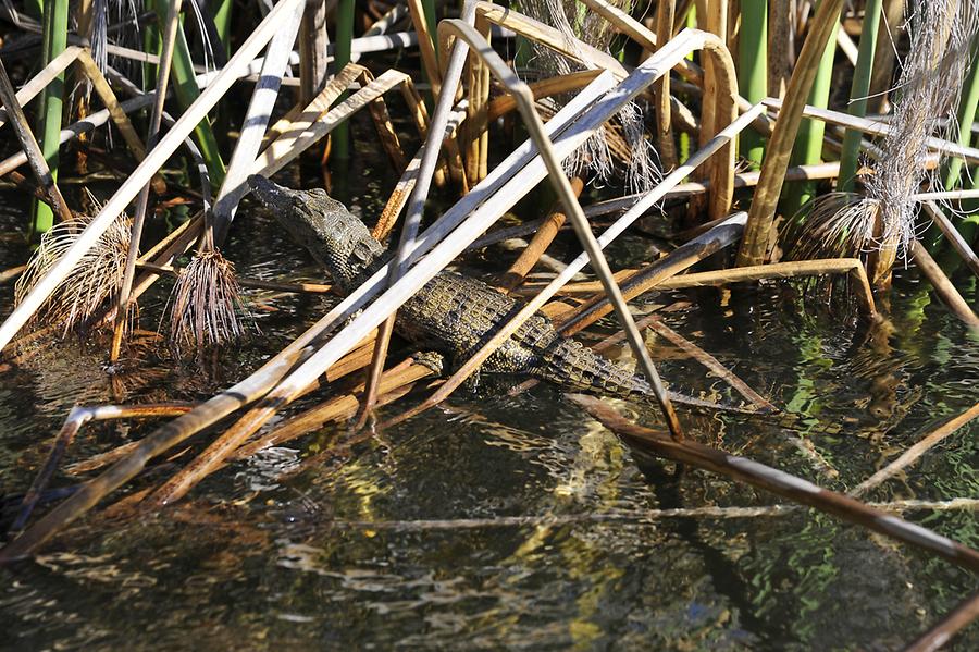 Crocodile Baby