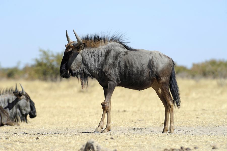 Gnu