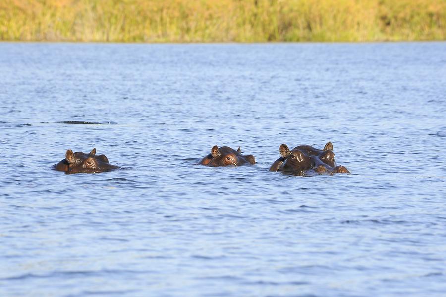 Hippos