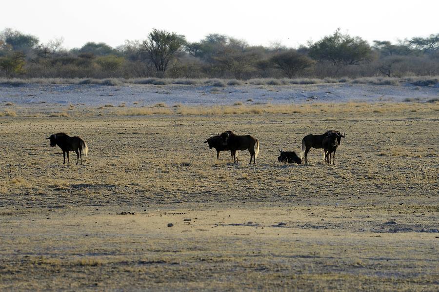 Kalahari Gnus