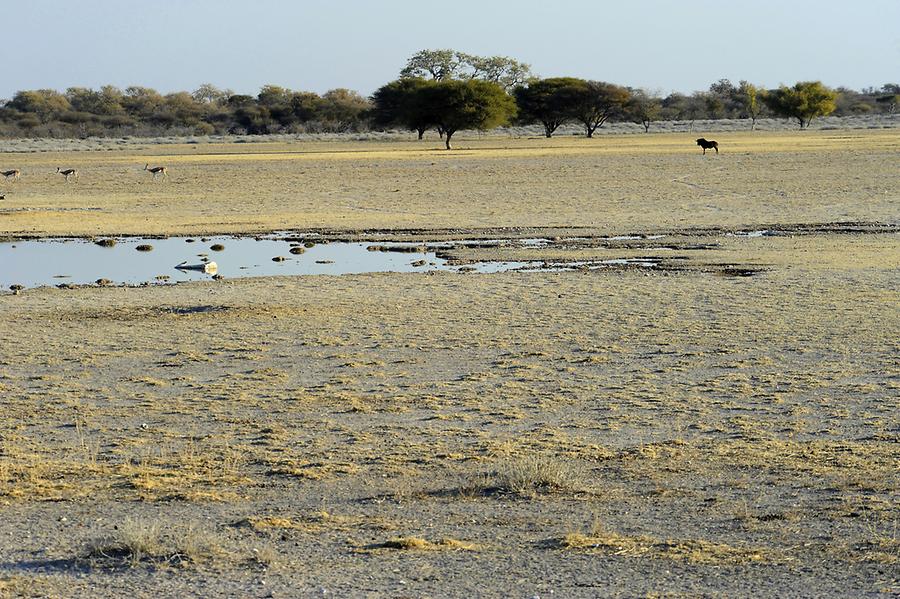 Kalahari Savannah