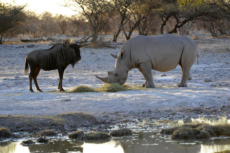 White Rhinoceros