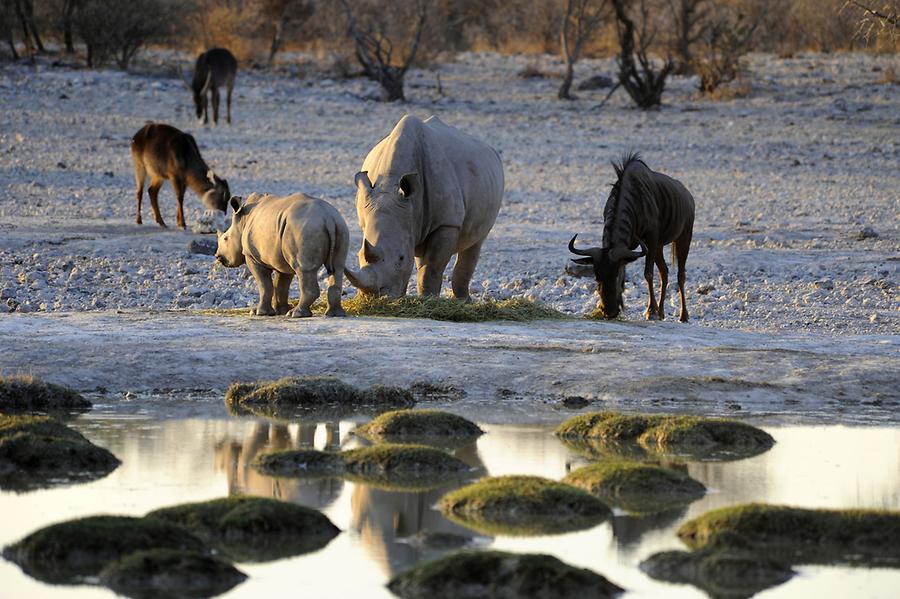 White Rhinoceros